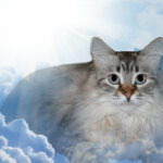 Will my pet go to heaven?